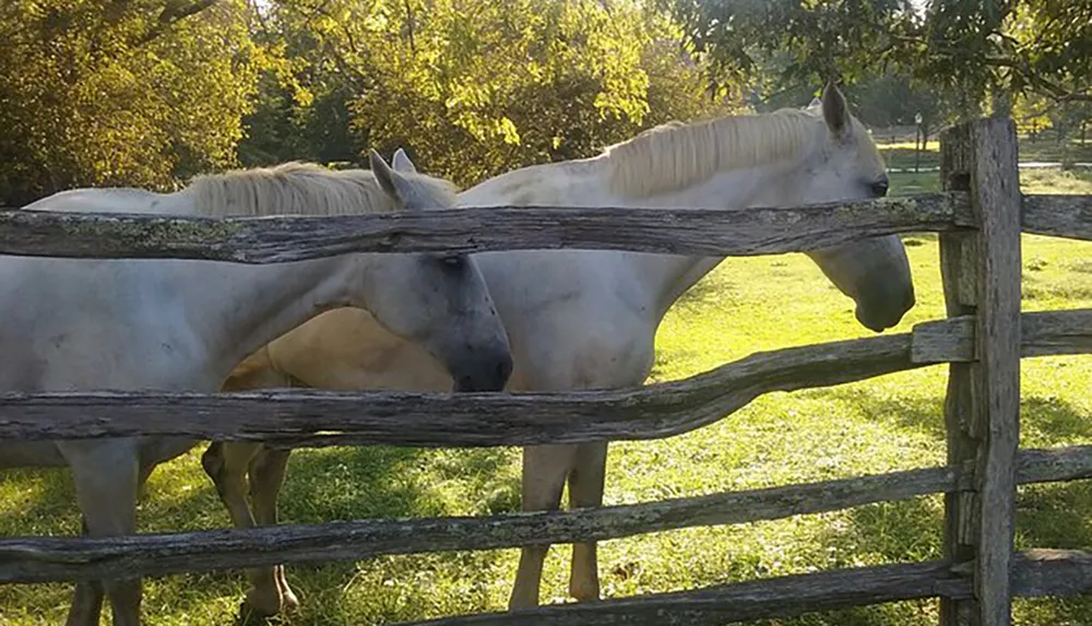 Three white horses stand behind a wooden fence in a sunlit pasture