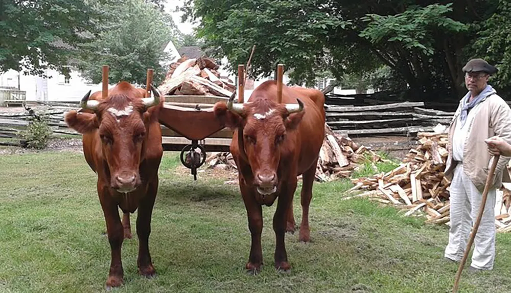 A person in historical clothing stands next to a pair of oxen yoked to a traditional cart with a backdrop of a woodpile and a rustic fence