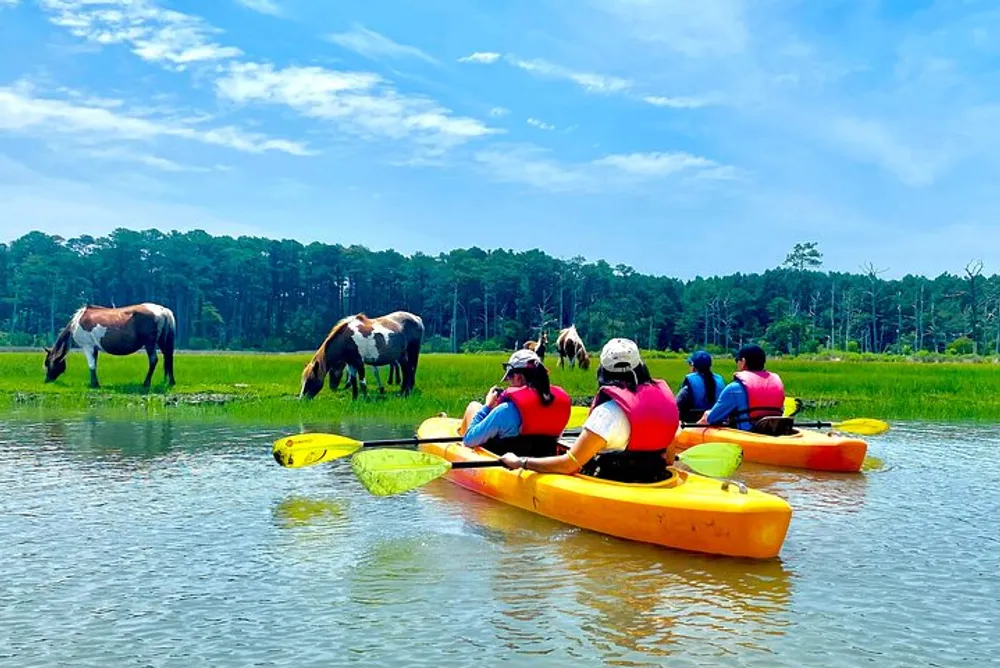 A group of kayakers is observing wild horses grazing by a water body on a sunny day