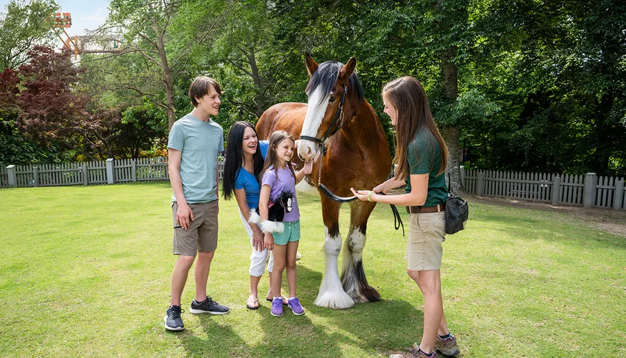 A group of happy people is interacting with a horse outdoors on a sunny day.