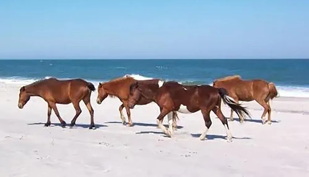 Three horses are walking along a sandy beach with the ocean in the background