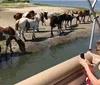 A woman on a boat is taking photos of a group of wild horses wading and drinking near the waters edge