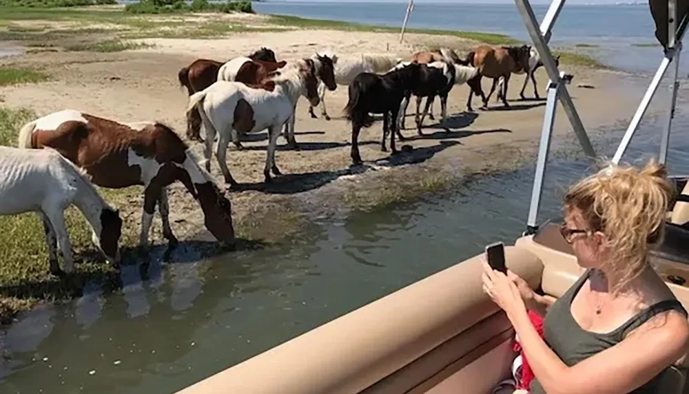 A woman on a boat is taking photos of a group of wild horses wading and drinking near the waters edge