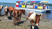 A group of wild horses is seen near the water's edge as people on a colorful tour boat observe them from a short distance.
