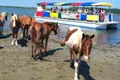 Wild Pony Watching Boat Tour from Chincoteague to Assateague Photo