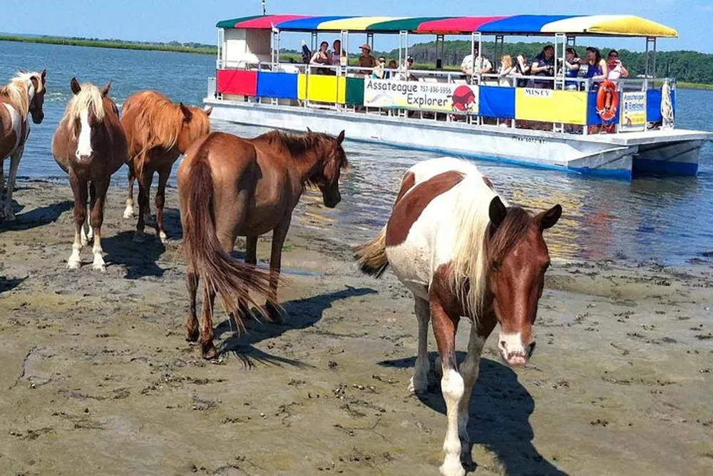 Horses are wading near the shore as a tour boat with passengers observes them from the water