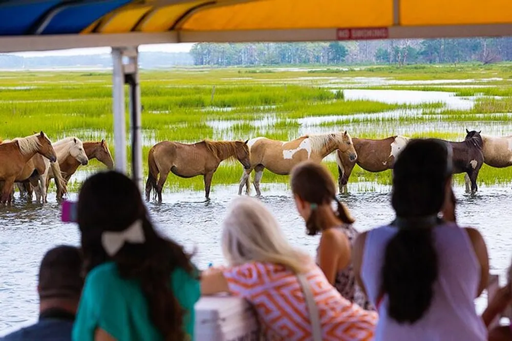 Tourists on a covered boat observe a line of wild horses standing in water amidst a lush green landscape