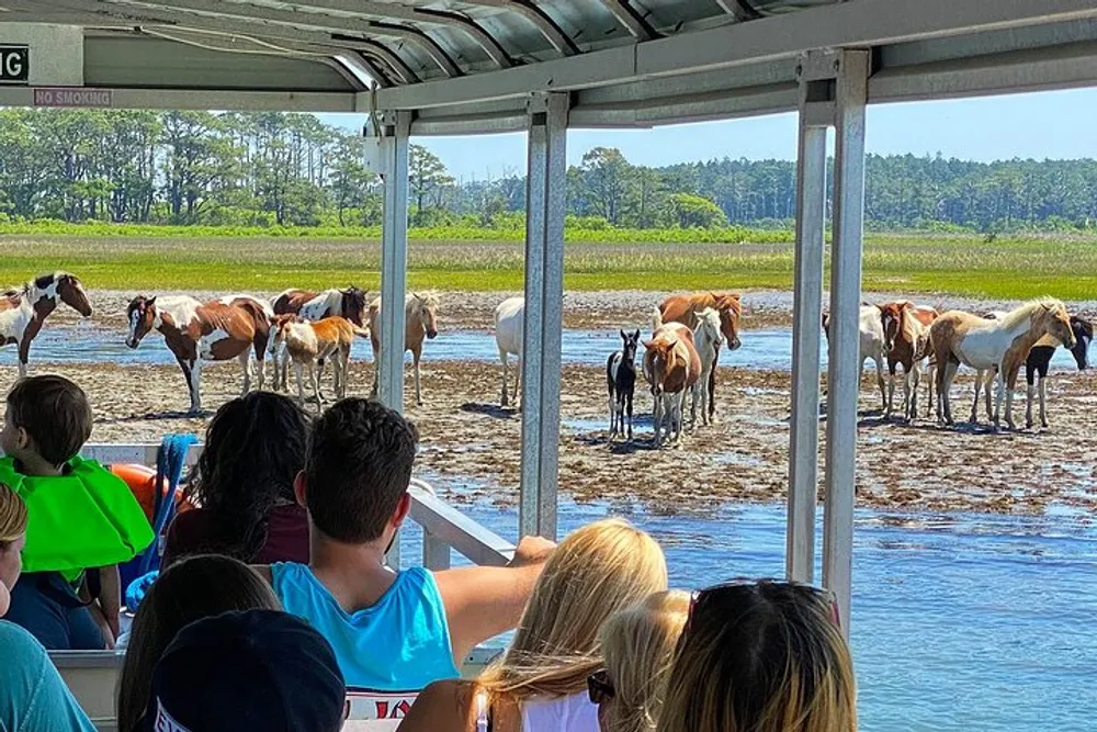 Passengers on a covered boat tour are observing a group of horses gathered in a marshy field