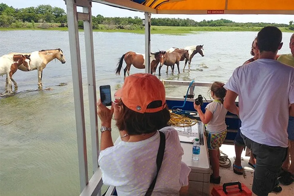 Passengers on a boat tour are observing and photographing a group of horses wading in the water near the shoreline