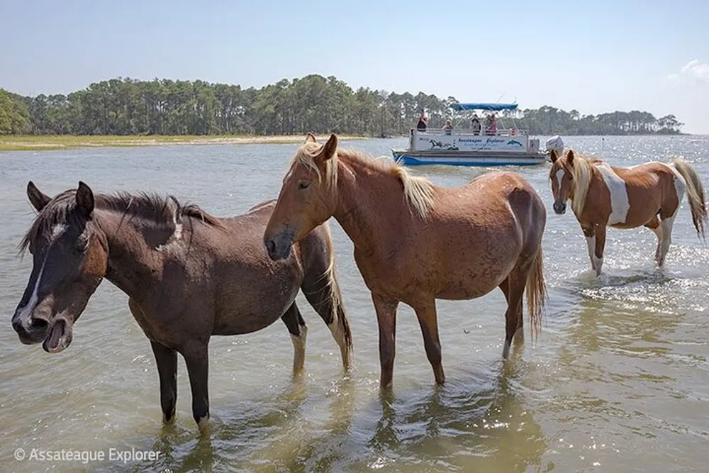 Three horses are standing in shallow water with a tour boat in the background amidst a scenic backdrop of water and trees