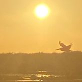 Small-Group Sunset Boat Tour Around Chincoteague & Assateague Islands
