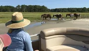 A person wearing a straw hat is observing a group of horses grazing near a water body in a lush, open field from the comfort of a boat.