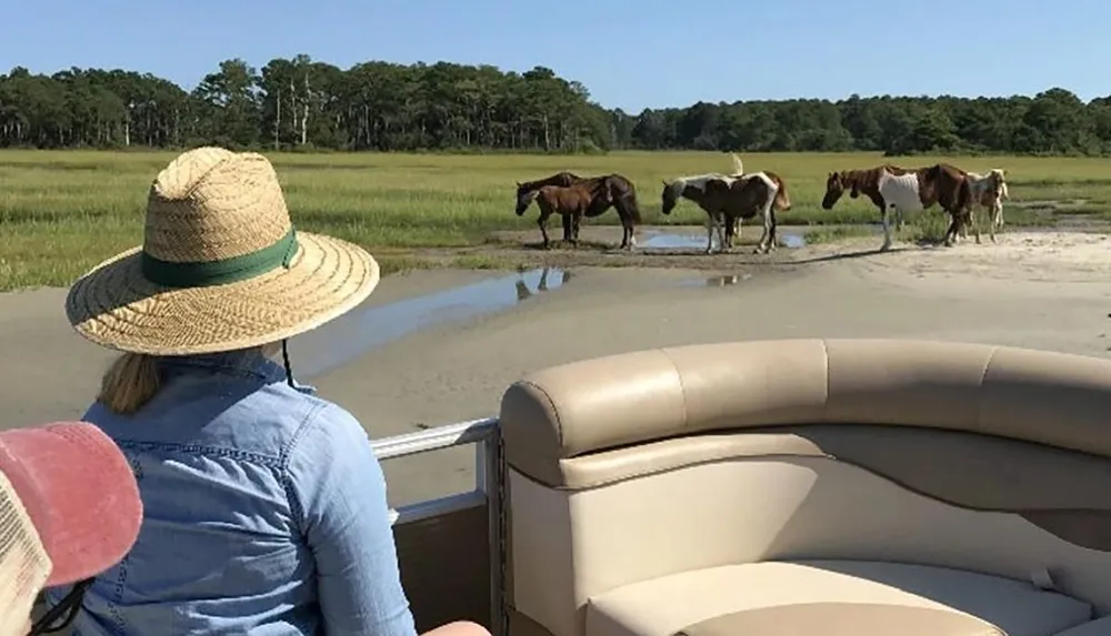 A person wearing a straw hat is observing a group of horses grazing near a water body in a lush open field from the comfort of a boat