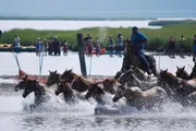 A person on horseback is leading a group of horses through water while spectators watch from the shore.
