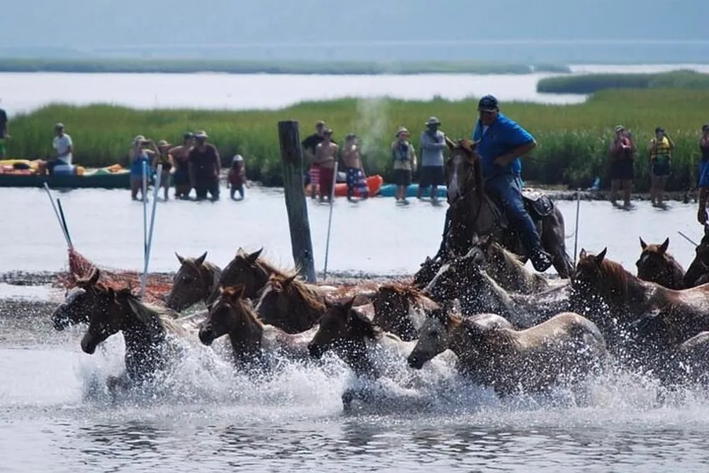 A person on horseback is leading a group of horses through water while spectators watch from the shore