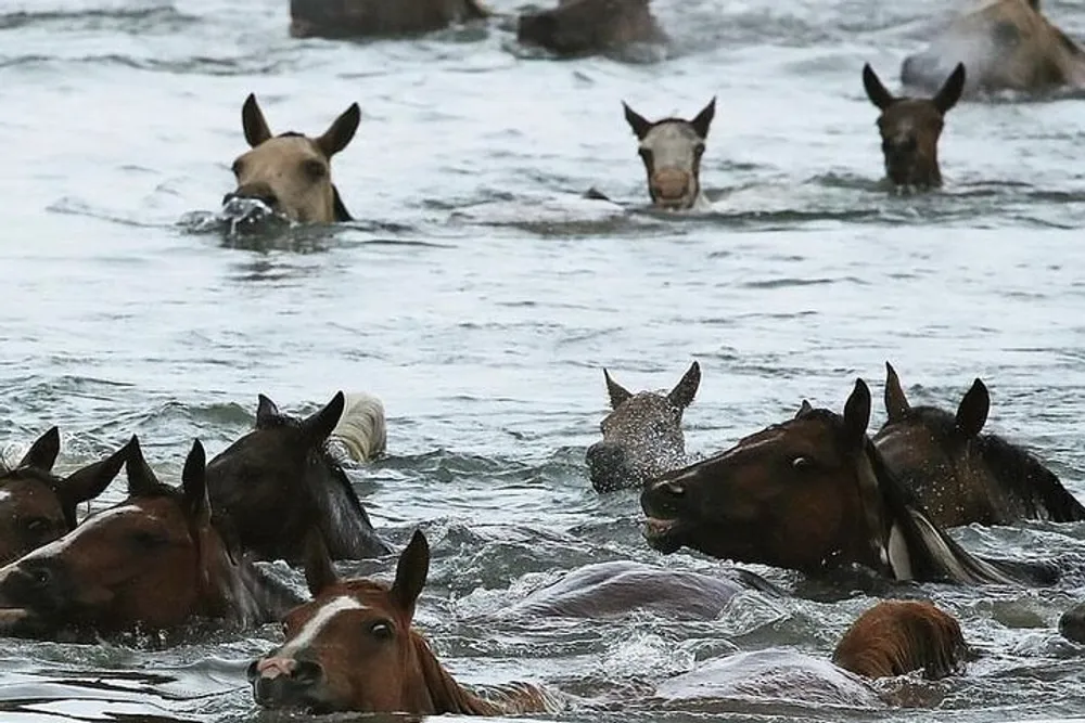 A group of horses is swimming through the water with just their heads above the surface
