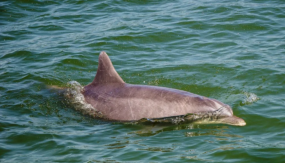 A dolphin is swimming near the surface of a greenish body of water