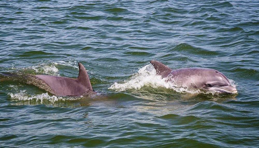 Two dolphins are swimming near the surface of the water with one of them partially leaping out