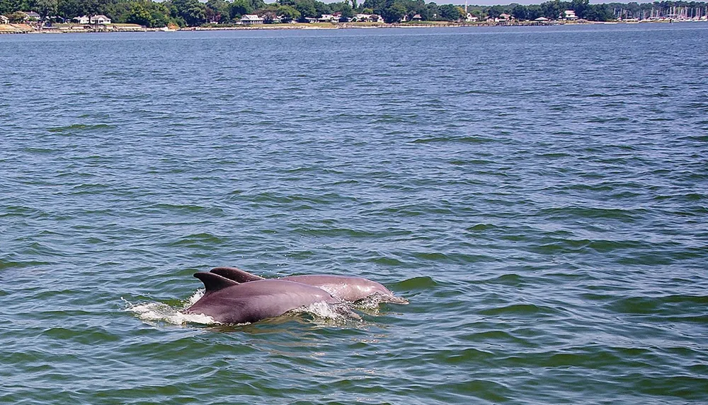 A dolphin is swimming near the surface of the water with a coastline in the background