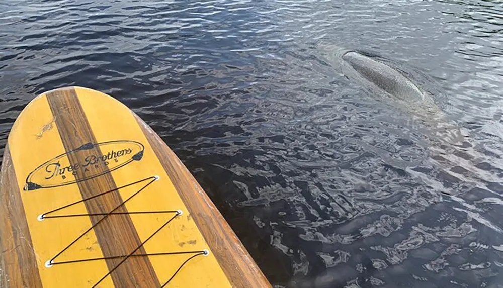 A paddleboard floats on calm water near a large fish that is partially submerged