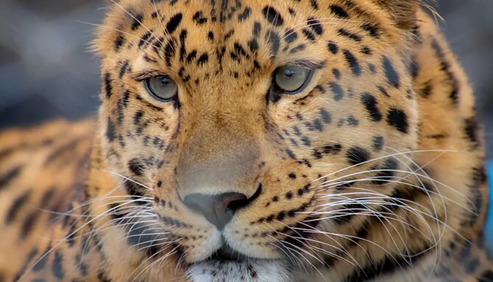 The image shows a close-up of a leopards face highlighting its sharp gaze and distinctive spotted fur pattern