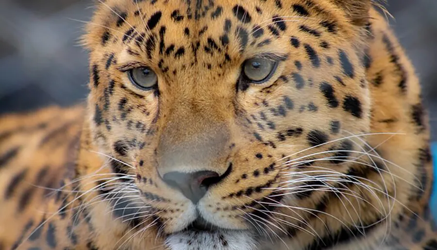 The image shows a close-up of a leopard's face, highlighting its sharp gaze and distinctive spotted fur pattern.