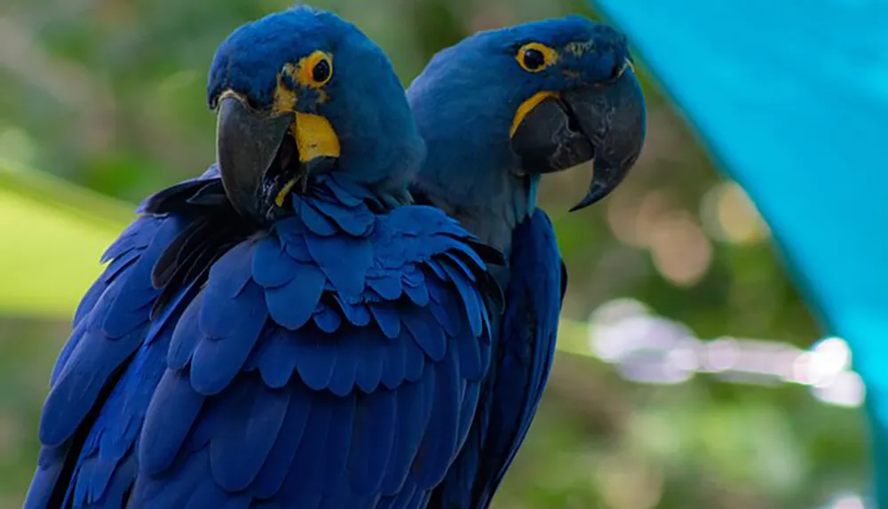 Two blue macaws are perched closely together appearing to gaze in the same direction