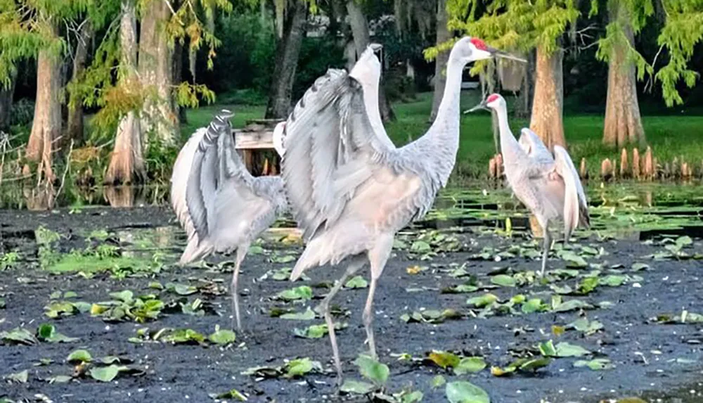 Three sandhill cranes are standing by a marsh with two of them appearing to interact with each other with outstretched wings