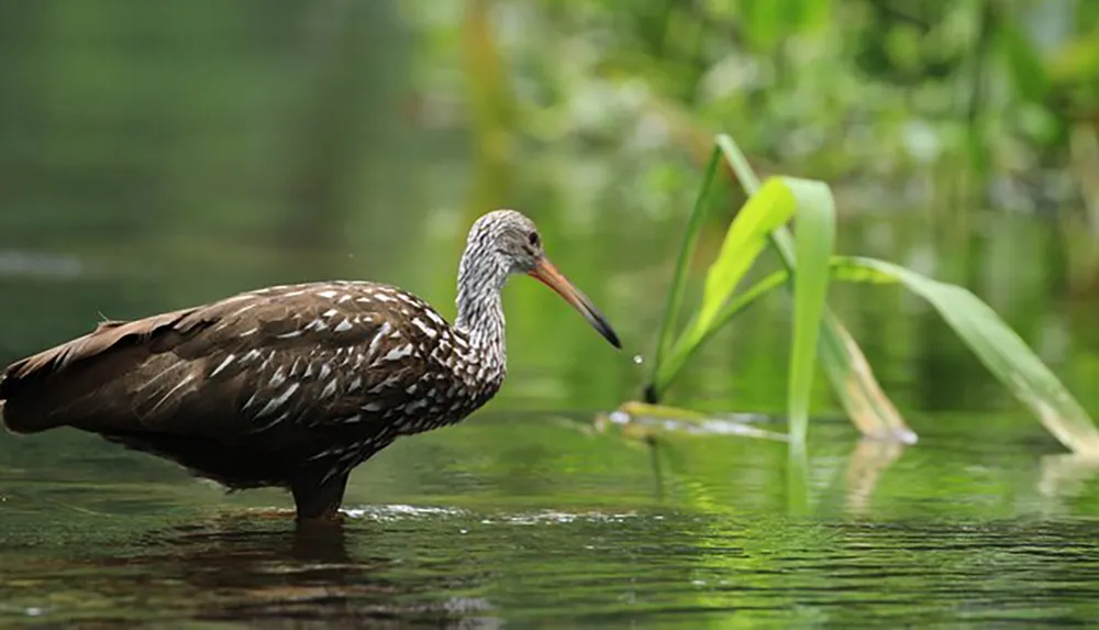 A limicolous bird is wading through water with greenery in the background
