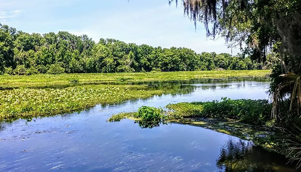This image features a tranquil freshwater scene with dense aquatic vegetation covering a calm river fringed by lush trees and Spanish moss draping from branches under a clear blue sky