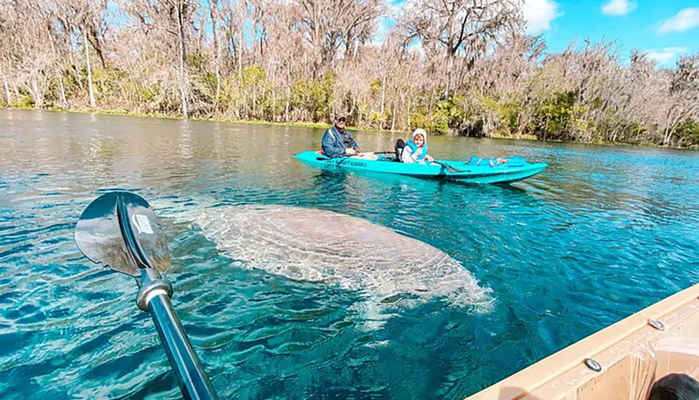 Two people in a kayak are observing a large manatee swimming below them in clear blue water