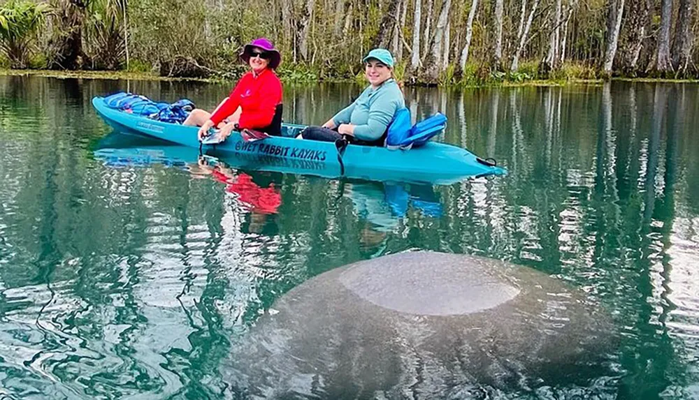 Two people are kayaking above a large manatee in clear water appearing to observe the animal closely