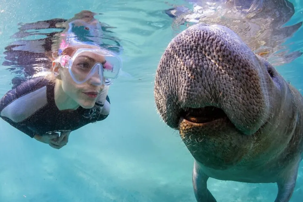 A snorkeler is in close proximity to a manatee underwater making for an engaging encounter between human and marine mammal