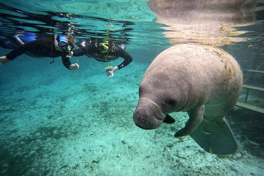 A scuba diver is taking a photo of a manatee underwater