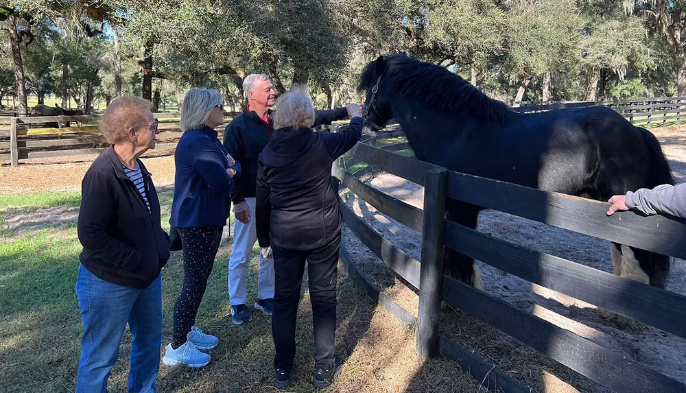A group of people are enjoying an encounter with a black horse at a fenced paddock under the shade of large trees