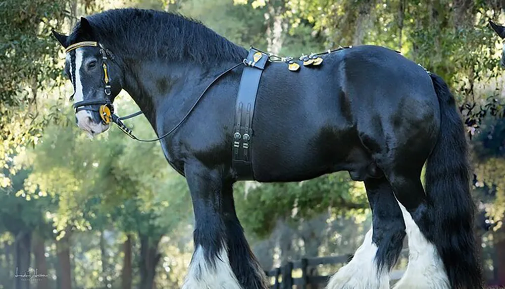 The image shows a well-groomed majestic black horse with white markings on its face and legs wearing a bridle and gleaming harness standing amidst a backdrop of lush greenery