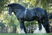 The image shows a sturdy black horse with prominent white feathering on its lower legs, adorned with harness embellishments, standing in a sunlit area with trees in the background.