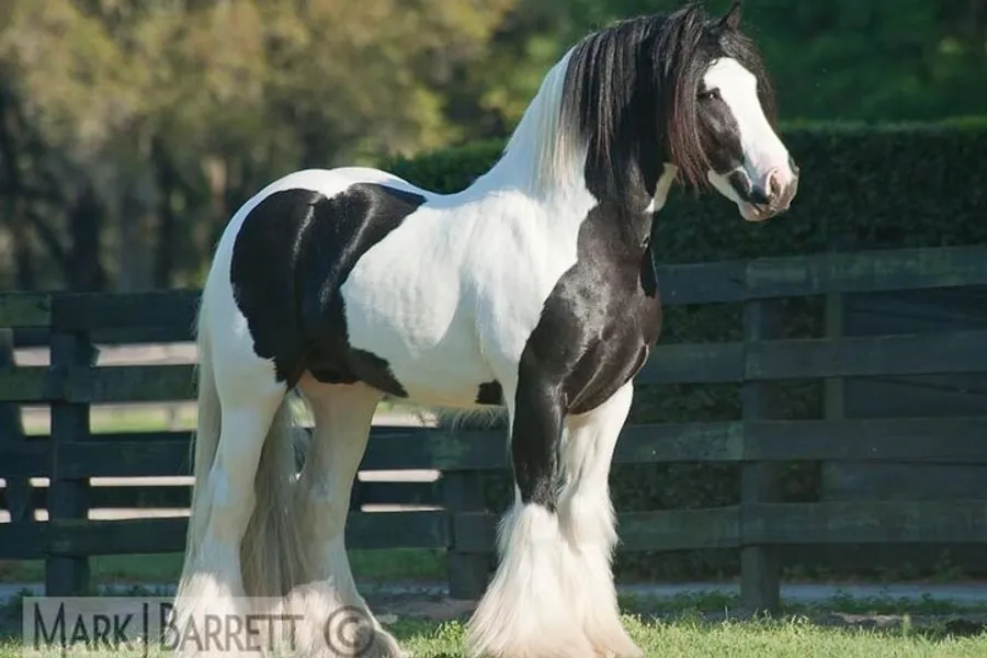 The image shows a black and white Gypsy Vanner horse with a flowing mane standing proudly in a grassy enclosure with a wooden fence in the background.