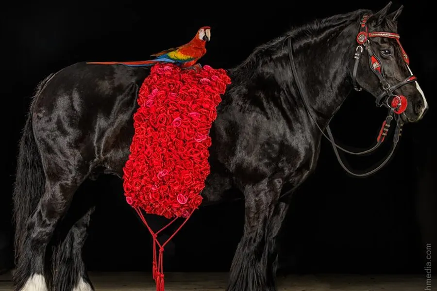 A vibrant scarlet macaw is seated on the back of a black horse that is adorned with a large, lush blanket of red roses.