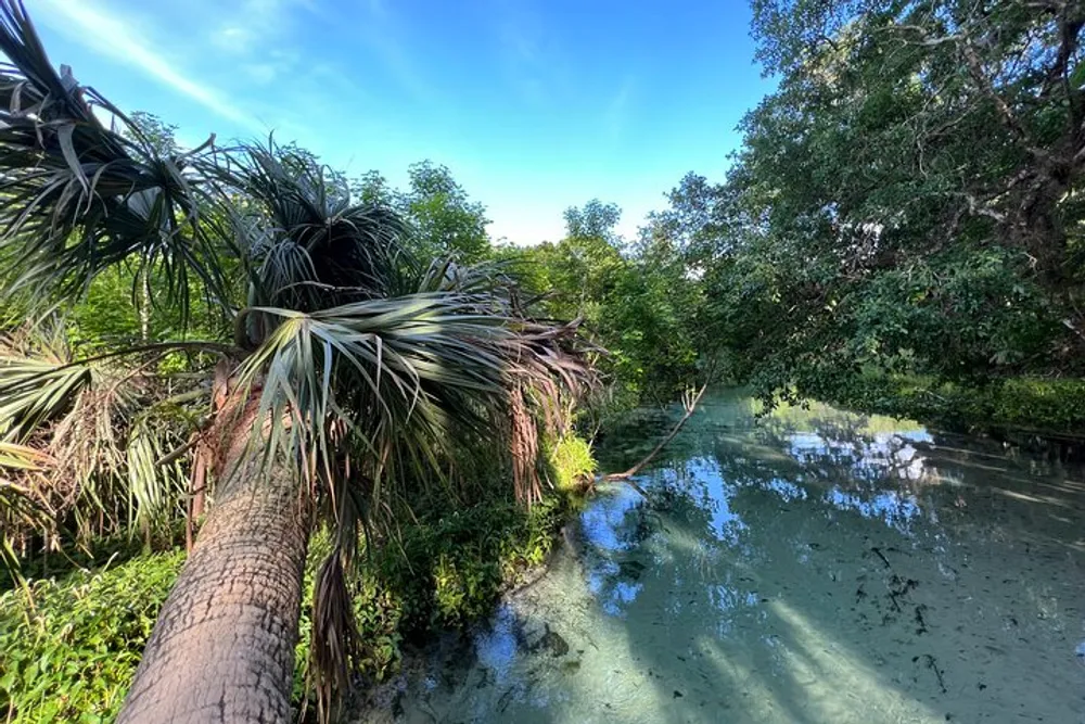 The image shows a tranquil waterway surrounded by lush greenery and an overhanging tree with long palm-like leaves under a clear blue sky