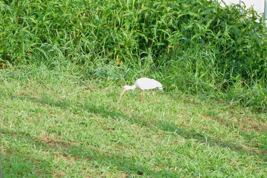 A white bird, possibly an egret or heron, is foraging in grass against a backdrop of dense foliage.