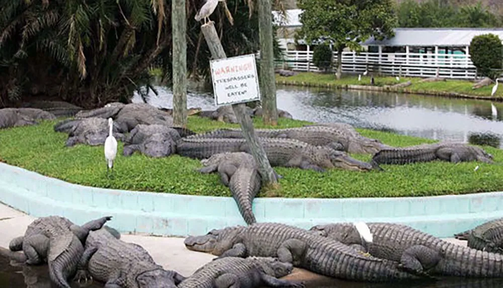 The image shows several alligators resting around a small pond with a warning sign that reads TRESPASSERS WILL BE EATEN humorously alluding to the presence of the alligators