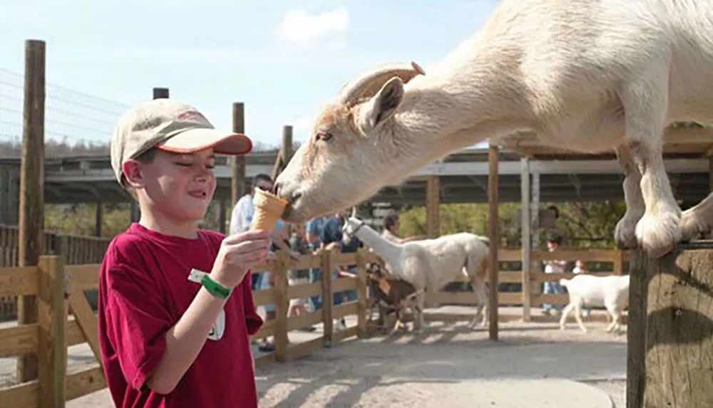 A young boy smiles as he holds an ice cream cone for a goat perched on a fence to lick
