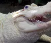 The image shows a close-up of an albino alligator with its mouth partially open displaying its teeth