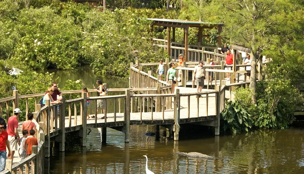 Visitors are observing wildlife from a wooden boardwalk that extends over a body of water with alligators and birds present in a lush green environment
