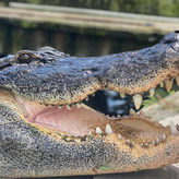Gatorland