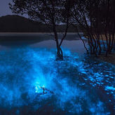 Bioluminescence Kayak Adventur