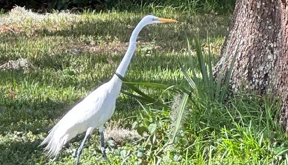 A great egret stands gracefully near a tree on a sunny patch of grass