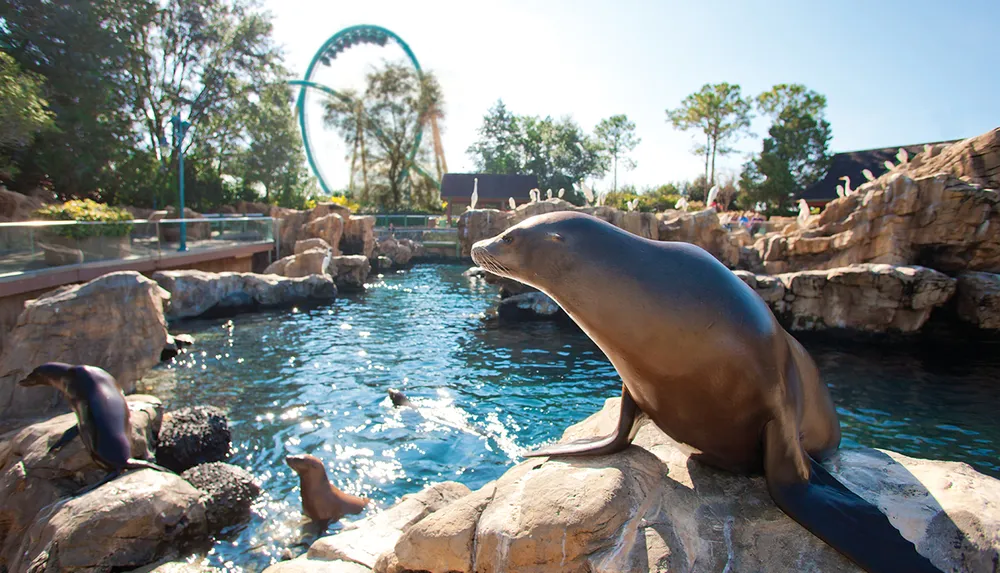 A sea lion basks in the sunlight on a rocky ledge with other sea lions in the water at what appears to be a marine park with a roller coaster visible in the distance