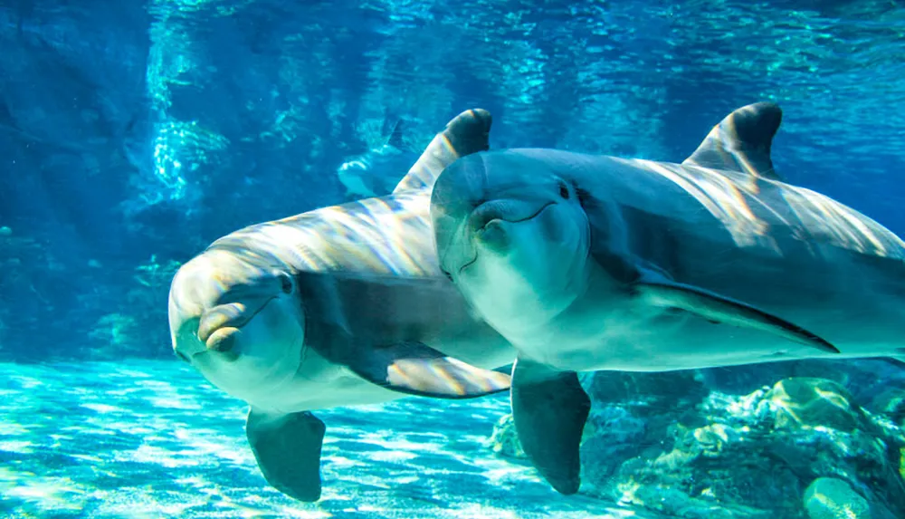 Two dolphins are swimming underwater appearing to be playful and close to one another